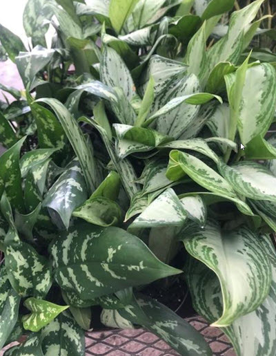 6" Aglaonema Assortment